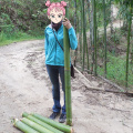 High Economic Value Solid Tropical Clumping Timber Bambusa longinternode  bamboo seedlings